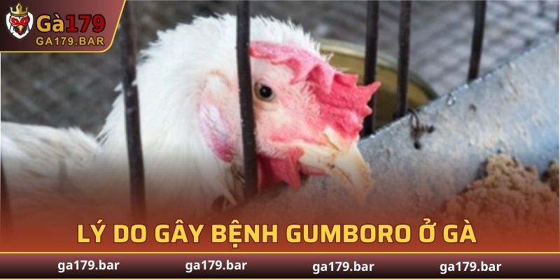 Lý do gây bệnh Gumboro nguy hiểm cho gà