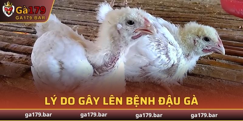 Lý do gây lên bệnh đậu gà