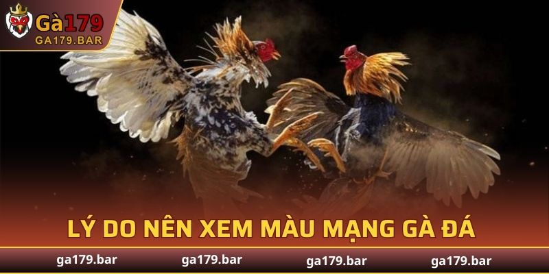 Lý do nên xem màu mạng gà đá