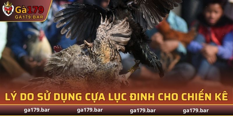 Lý do sử dụng cựa Lục Đinh cho chiến kê