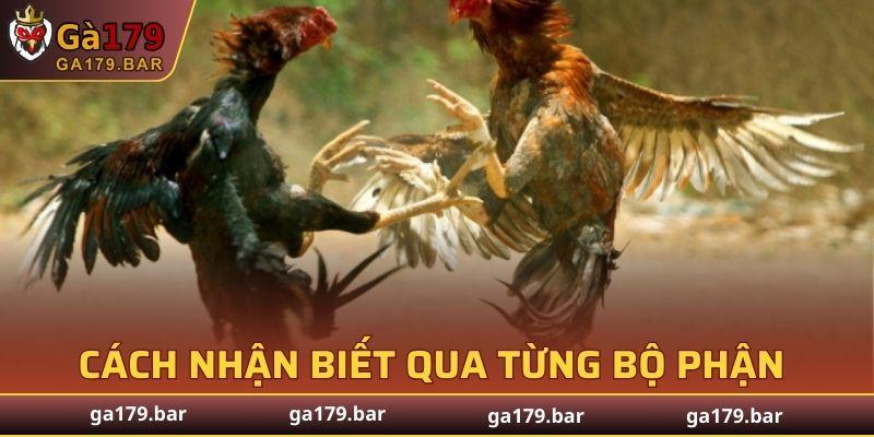 Mắt chúng rất sắc bén, luôn quan sát tình hình trận đấu