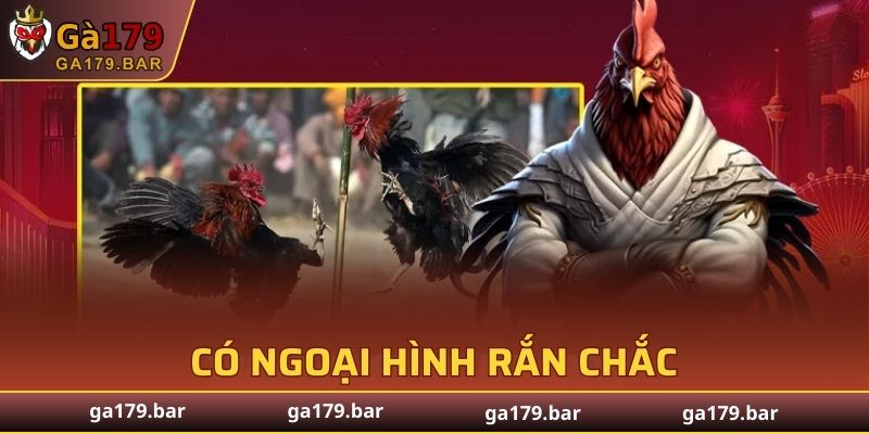Một chiến binh mạnh mẽ có ngoại hình rắn chắc