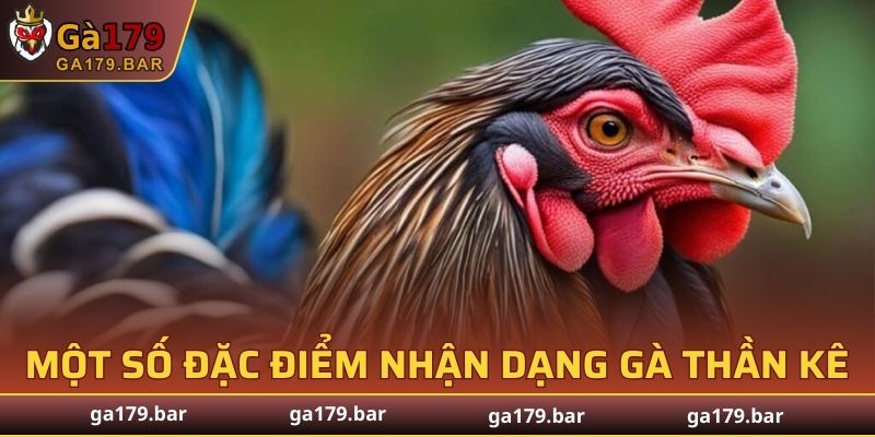 Một số đặc điểm nhận dạng gà thần kê