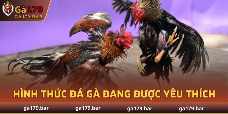 Một số hình thức đá gà đang được yêu thích tại GA179