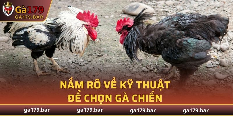 Nắm rõ về kỹ thuật để chọn gà chiến