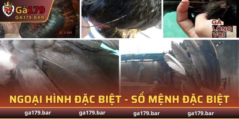 Ngoại hình đặc biệt chắc chắn số mệnh cũng đặc biệt