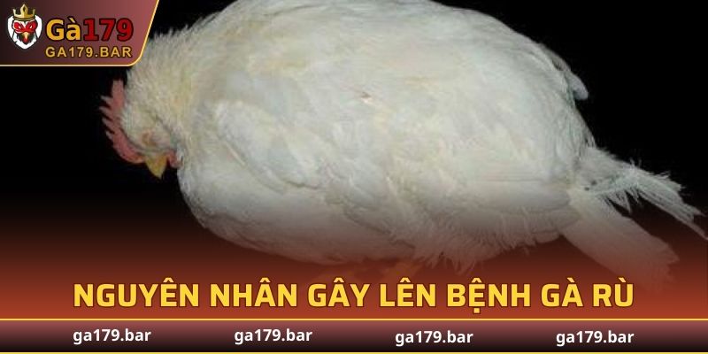 Nguyên nhân gây lên căn bệnh gà rù