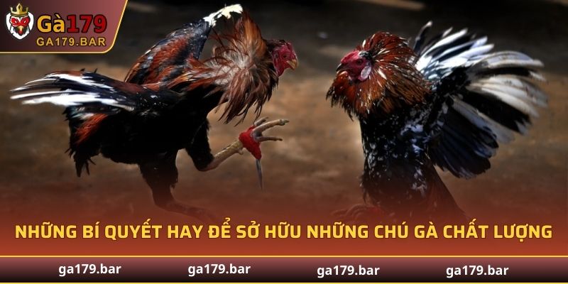 Những bí quyết chọn giống gà đá hay để sở hữu những chú gà chiến chất lượng