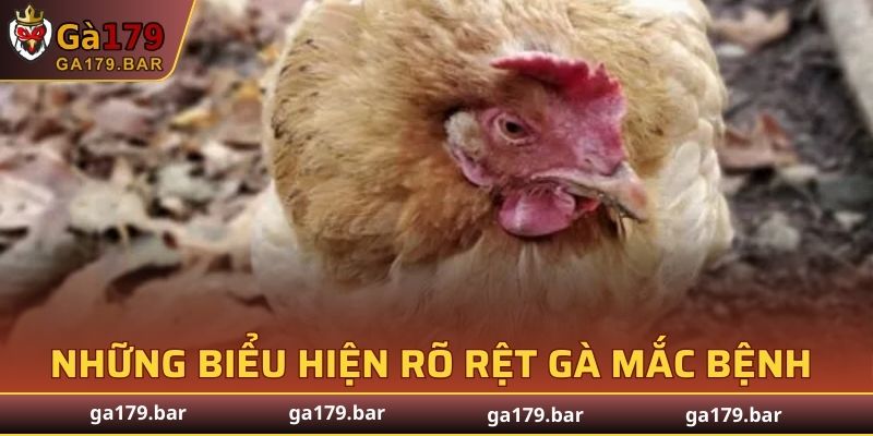 Những biểu hiện rõ rệt gà mắc bệnh