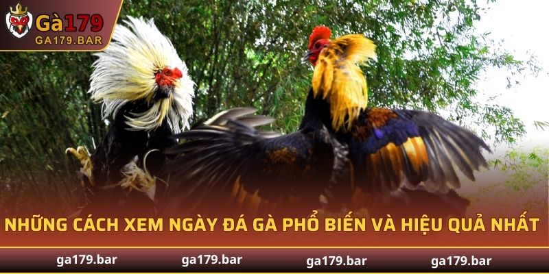 Những cách xem ngày đá gà phổ biến và hiệu quả nhất