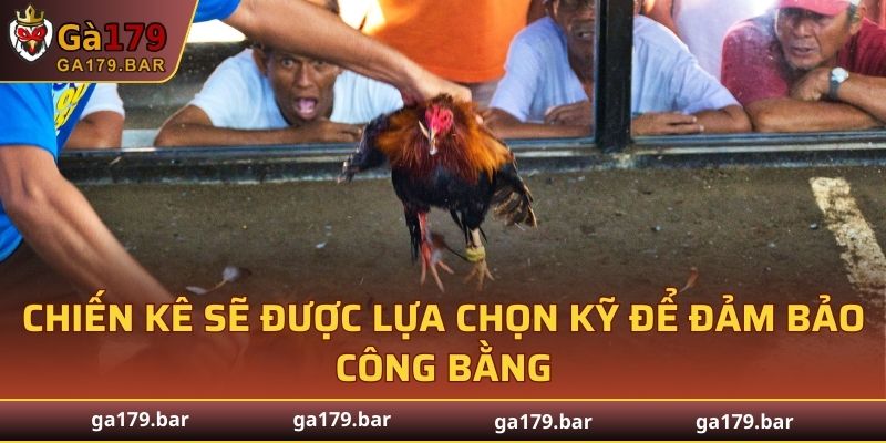 Những chiến kê sẽ được lựa chọn kỹ để đảm bảo công bằng