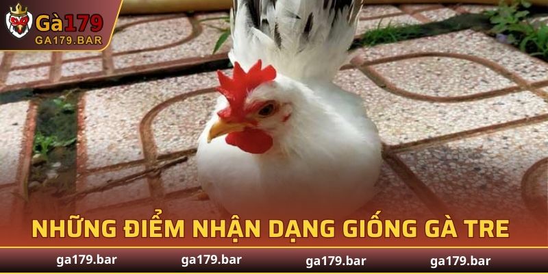 Những điểm nhận dạng giống gà Tre
