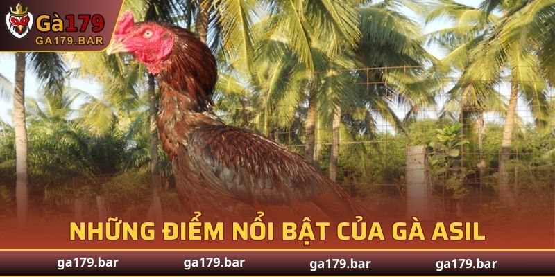 Những điểm nổi bật của gà Asil