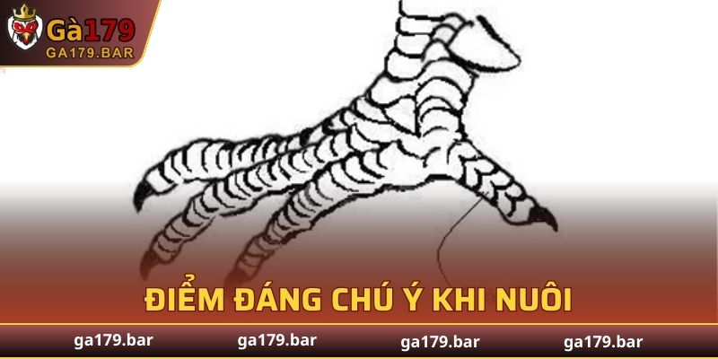Những điều đặc biệt lưu ý khi nuôi gà chọi