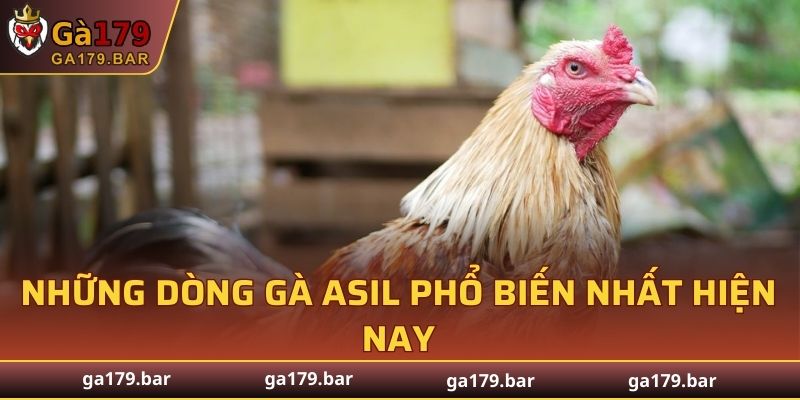 Những dòng gà Asil phổ biến nhất hiện nay