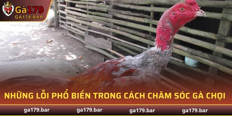 Những lỗi phổ biến trong cách chăm sóc gà chọi sau khi đá