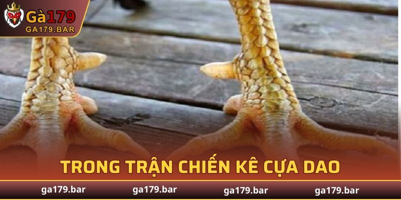 Những trận đấu phù hợp với chiến kê có cựa tam cường
