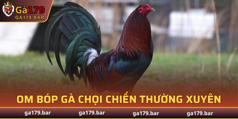 Om bóp gà chọi chiến thường xuyên