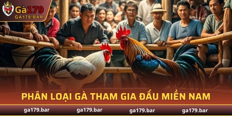 Phân loại gà tham gia thi đấu miền Nam