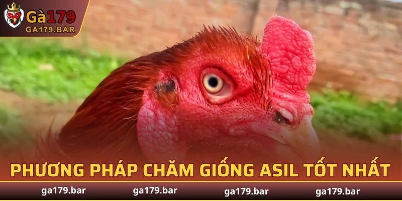 Phương pháp chăm giống Asil tốt nhất