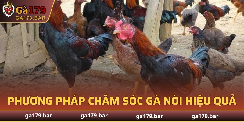 Phương pháp chăm sóc gà nòi hiệu quả