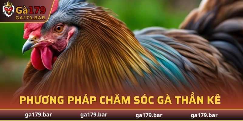 Phương pháp chăm sóc gà thần kê