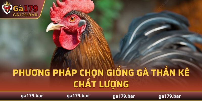 Phương pháp chọn giống gà thần kê chất lượng