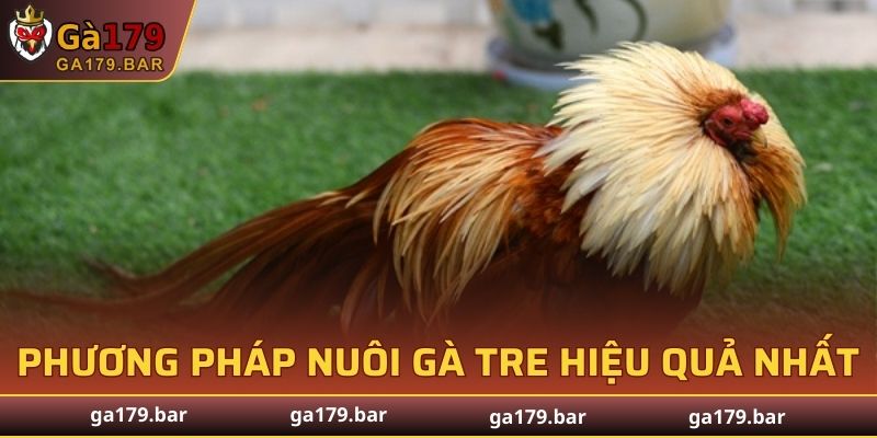 Phương pháp nuôi gà Tre hiệu quả nhất