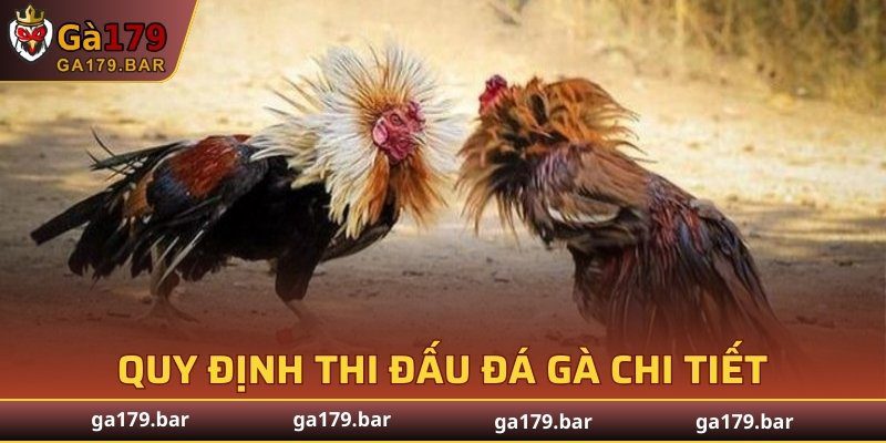 Quy định thi đấu đá gà chi tiết