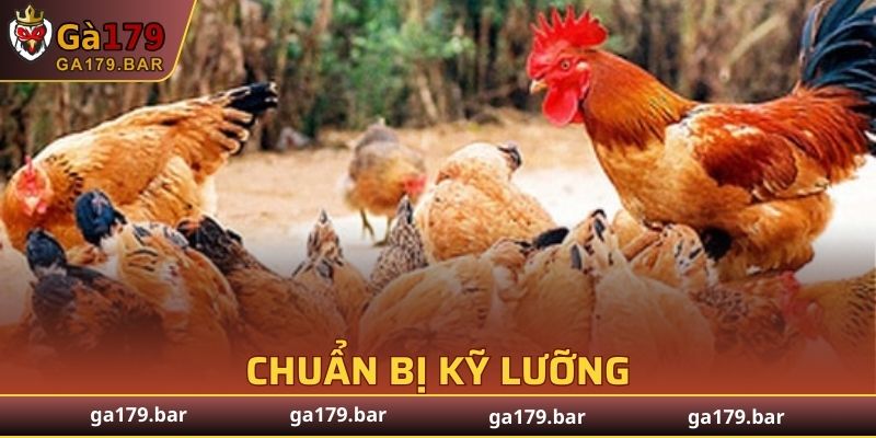 Sẵn sàng bước vào cách luyện gà chọi dẻo dai
