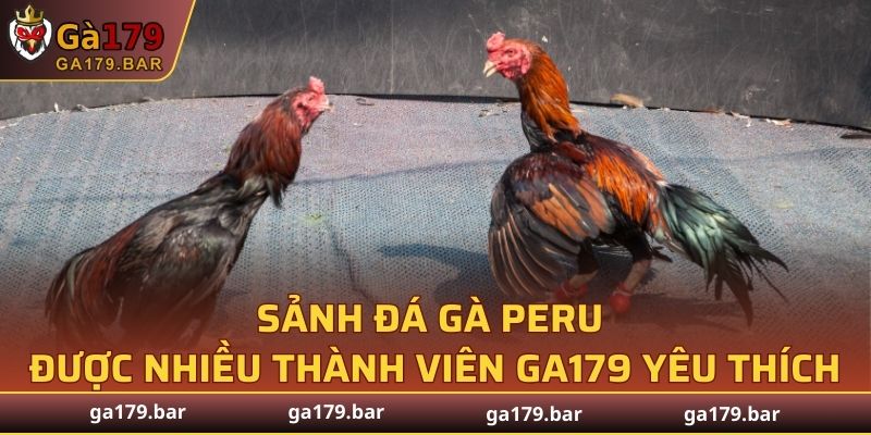 Sảnh đá gà Peru được nhiều thành viên GA179 yêu thích