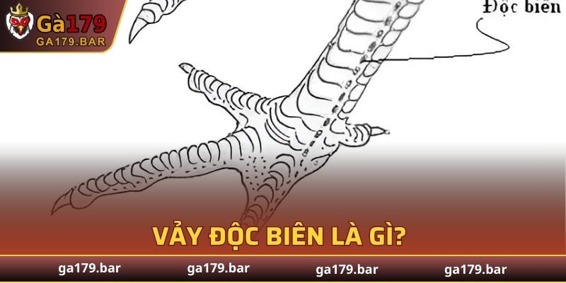 Sơ lược về loại vảy gà độc biên