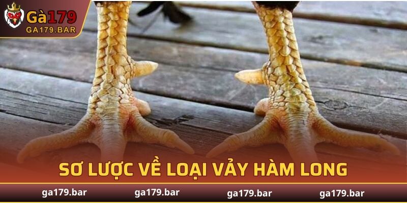 Sơ lược về loại vảy Hàm Long
