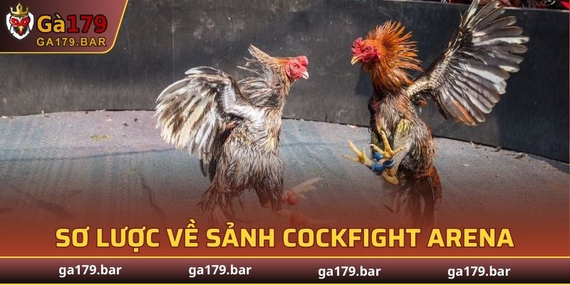 Sơ lược về sảnh Cockfight Arena