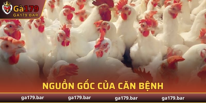 Sự hình thành nên bệnh thương hàn gà