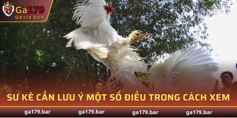 Sư kê cần lưu ý một số điều trong cách xem ngày đá gà