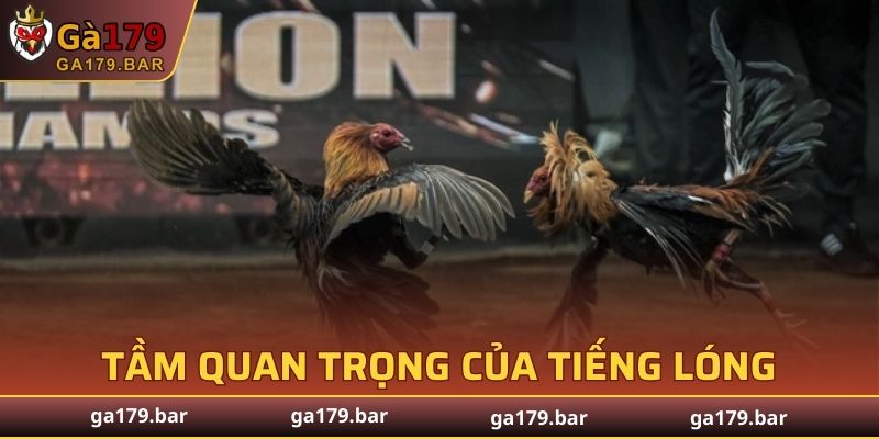 Tầm quan trọng của tiếng lóng trong đá gà