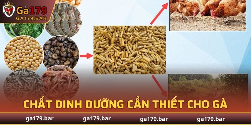 Tầm quan trọng trong chế độ dinh dưỡng cho gà đá