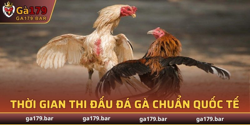 Thời gian thi đấu đá gà chuẩn quốc tế