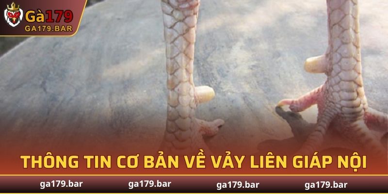 Thông tin cơ bản về vảy Liên Giáp nội