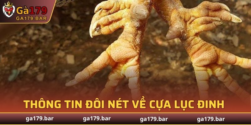 Thông tin đôi nét về cựa Lục Đinh