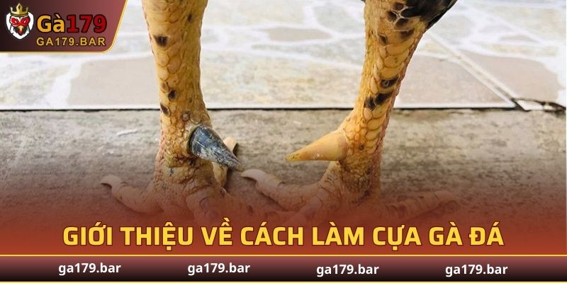Thông tin về cách làm cựa gà đá