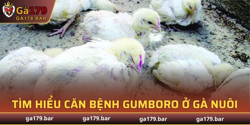 Tìm hiểu căn bệnh Gumboro ở gà nuôi