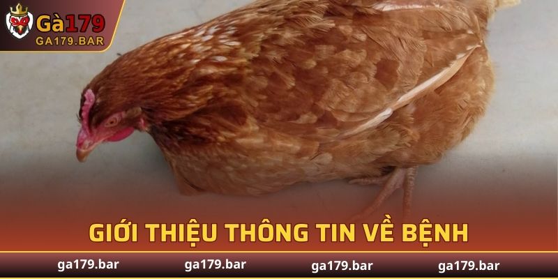 Tìm hiểu về căn bệnh Marek gà