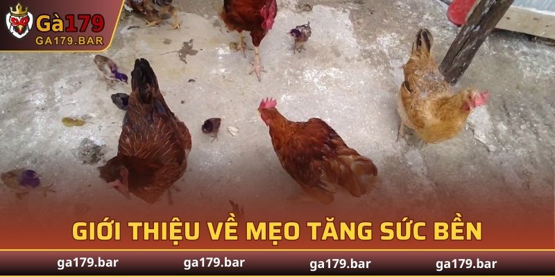 Tìm hiểu về chiến kê chi tiết