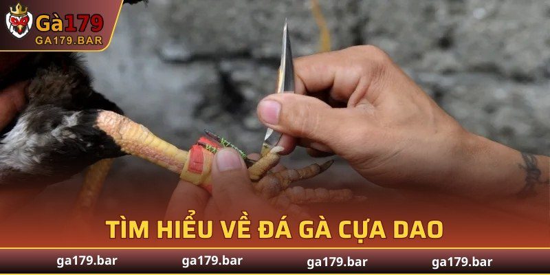 Tìm hiểu về đá gà cựa dao