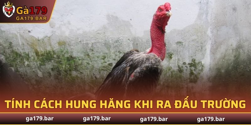Tính cách hung hăng khi ra đấu trường