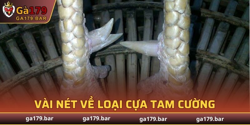 Tổng quan vài nét đáng chú ý về loại cựa này