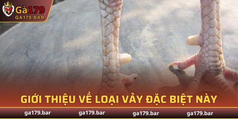 Tổng quan về vảy nhân tự ở chiến kê