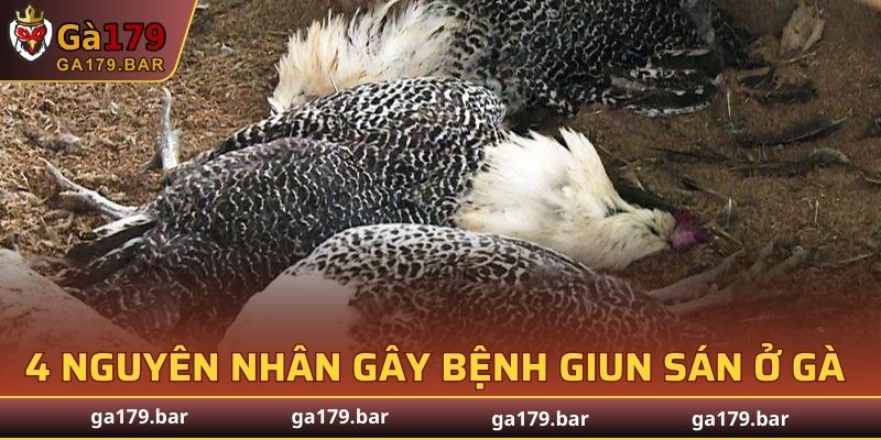 Top 4 nguyên nhân gây bệnh giun sán ở gà